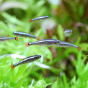 (熱帯魚)生餌 アカヒレ Sサイズ(500匹) 北海道・九州航空便要保温