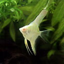 (熱帯魚)アルビノスカラレ・エンゼルフィッシュ ペルー(ヨーロッパブリード)(1