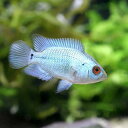 (熱帯魚)フラワーホーン ラピスラズリ Sサイズ(3匹) 北...