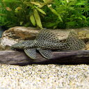 (熱帯魚)一点物 ドラゴンハイフィンレオパード・トリム No.4 13〜15cm(1匹) 北海道・九州・沖縄航空便要保温