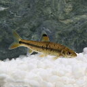 (淡水魚)ビワヒガイ(3匹)