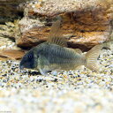 (熱帯魚)コリドラス・コンコロール Lサイズ(ワイルド)(1...