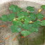 (ビオトープ/水辺植物)ヒシ(3株)