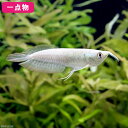 (熱帯魚)一点物 シルバーアロワナ ショートボディ 8〜9cm(1匹) 北海道・九州航空便要保温 沖縄別途送料