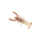 (ザリガニ)タイゴーストザリガニ オス 3〜5cm(1匹)