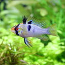 (熱帯魚)ブリリアント・ラミレジィ(国産ブリード)(1ペア)