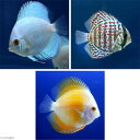 (熱帯魚)ダイヤモンド・ディスカス3種 Aセット(Sサイズ)(各種1匹) 北海道・九
