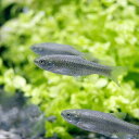 (淡水魚)ヒナモロコ(1匹)