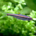 (熱帯魚)アラバマレインボー・シャイナー(3匹) 北海道・九...