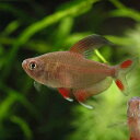 (熱帯魚)ロージー・テトラ(30匹) 北海道・九州航空便要保...