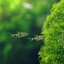 (熱帯魚)プンティウス・ゲリウス(12匹) 北海道・九州・沖縄航空便要保温