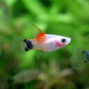 (熱帯魚)ハイフィンレッドバック・ミッキーマウスプラティ(1ペア) 北海道・九州・沖縄航空便要保温