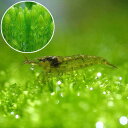 (エビ 水草)ミナミヌマエビ(5匹) + マツモ 5本