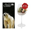 (観葉植物)エアープランツ「サファリ クリエーター」 ~シロクマ~(1セット) ギフト仕様