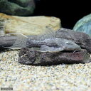 (熱帯魚)スカーレット・トリム(1匹) 北海道・九州航空便要保温 沖縄別途送料