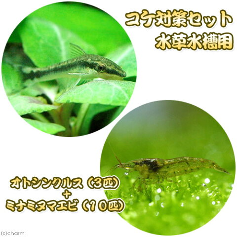 （熱帯魚・エビ）コケ対策セット　水草水槽用　オトシンクルス（3匹）　＋　ミナミヌマエビ（10匹）