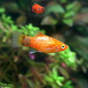 (熱帯魚)レッド・ミッキーマウスプラティ(1ペア) 北海道・九州航空便要保温
