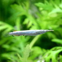(熱帯魚)ゴールデン・デルモゲニー(5匹) 北海道・九州航空便要保温