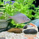 (淡水魚)タイリクバラタナゴ(1ペア)+カワシンジュ貝(1匹)