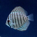 (熱帯魚)ジャーマンコバルト・ディスカス...