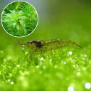 (エビ 水草)ミナミヌマエビ(10匹)+国産 無農薬アナカリス(5本)