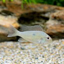 (熱帯魚)ゲオファーガスsp.ピンダレ Sサイズ(1匹) 北海道・九州・沖縄航空便要保温