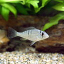(熱帯魚)ギムノゲオファーガス・ラビアータス Sサイズ(1匹) 北海道・九州・沖縄航空便要保温