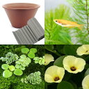 (ビオトープ/水辺植物)メダカのビオトープセット ウォーターポピー+楊貴妃メダカ+水辺植物3種 あぜなみ付 本州・四国限定