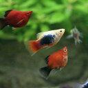 (熱帯魚)ミックスバルーン・プラティ(12匹) 北海道・九州...