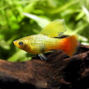 (熱帯魚)ハイフィン・バリアタス(12匹) 北海道・九州・沖縄航空便要保温