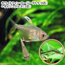 (熱帯魚)ホワイトフィン・ロージーテトラ(5匹) + オトシンクルス(3匹) 北海道・九州航空便要保温