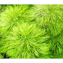 (水草)コキクモ(無農薬)(3本)