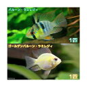 (熱帯魚)バルーン・ラミレジィ+ゴールデンバルーン・ラミレジィ(各種1匹)