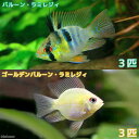 (熱帯魚)バルーン・ラミレジィ+ゴールデンバルーン・ラミレジィ(各種3匹)