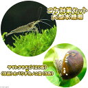 (エビ・貝)コケ対策セット 大型水槽用 ヤマトヌマエビ(20匹) +(B品)カバクチカノコ貝(3匹) 北海道・九州航空便要保温