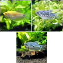 (熱帯魚)グラミー 3種セット(3匹)(各1匹) 北海道・九州航空便要保温