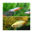 (熱帯魚)ゴールデンハニーレッド・ドワーフグラミー(3匹)+ホワイトダイヤモンド・ネオンテトラ(4匹) 北海道・九州・沖縄航空便要保温