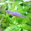 (熱帯魚)ダニオ・エスメラルダ(6匹) 北海道・九州航空便要...
