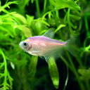 (熱帯魚)カラーブラック・テトラ ミックスカラー(3匹) 北...