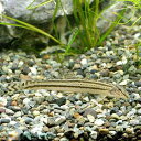 (淡水魚)スジシマドジョウ Sサイズ(5匹) どじょう...