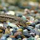 (淡水魚)アジメドジョウ(5匹) どじょう...