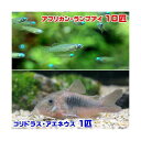 (熱帯魚)アフリカン・ランプアイ(10匹) + コリドラス・アエネウス(1匹) 北海道航空便要保温