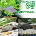 (淡水魚)タナゴセット(タイリクバタナゴ+ヤリタナゴ+アブラ...