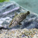 (淡水魚)アカメ 四万十川産 Sサイズ(1匹)...