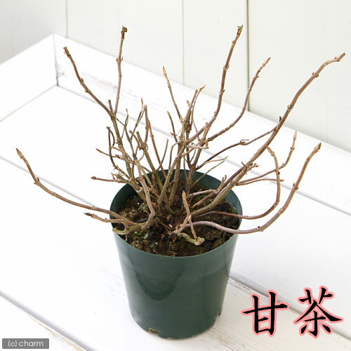 （観）ヤマアジサイ（山紫陽花）　‘甘茶’　4号（1鉢）