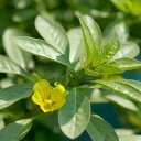 (ビオトープ/水辺植物)フイリミズキンバイ(3本)