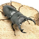 (昆虫)国産オオクワガタ 山梨県韮崎市産 幼虫(初〜2令)(3匹)