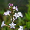 (山野草)ミツガシワ(睡菜)(1本)