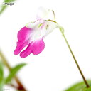 (山野草)源平ツリフネソウ(源平釣船草) 3号(1ポット)