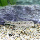(淡水魚)ゼゼラ(1匹) (淡水魚)ゼゼラ(1匹)